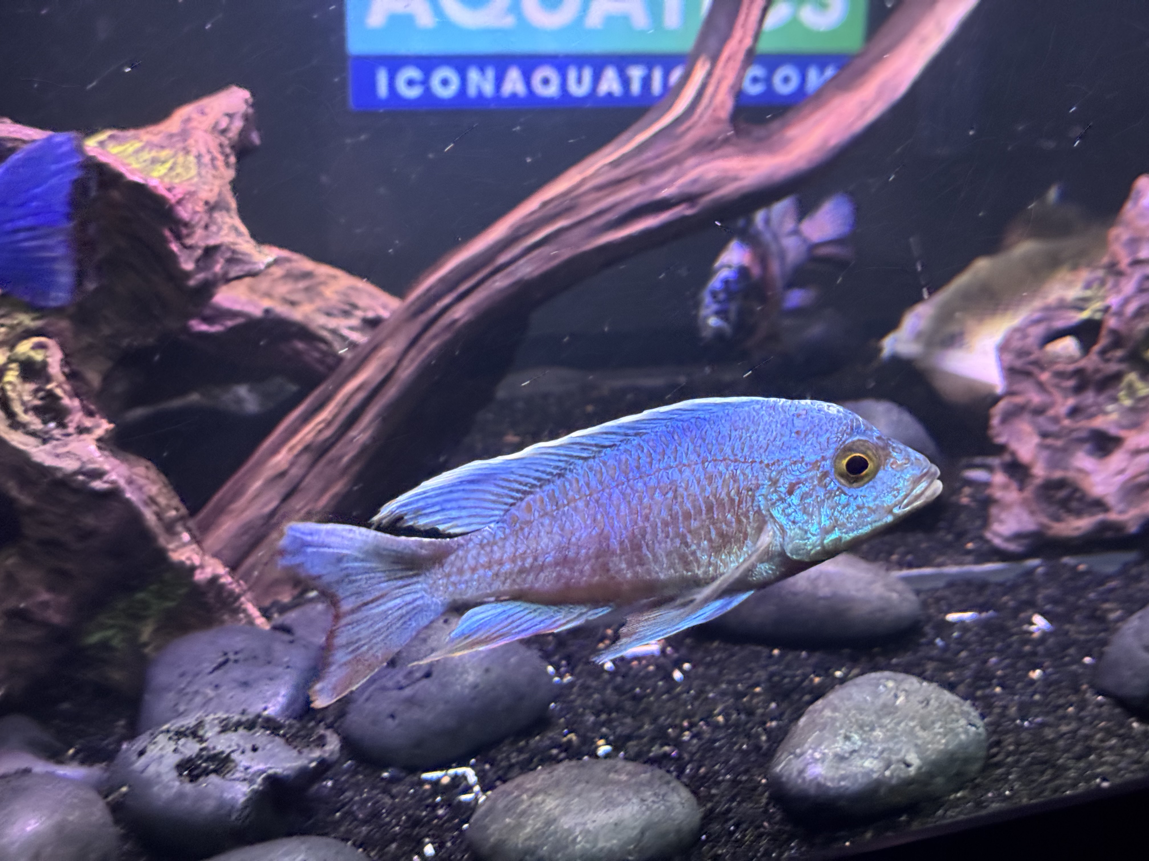 High Class Fish Rare & Show-Quality Fish | Icon Aquatics